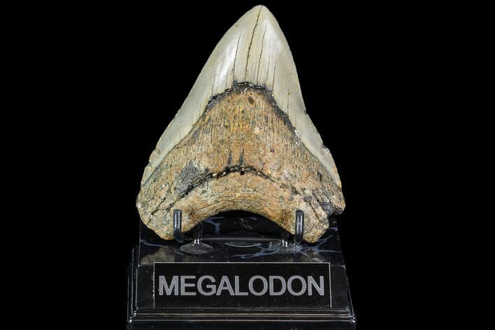 Fossil Megalodon Tooth - North Carolina #108883